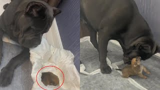 Abandoned newborn puppy crying for help in a box Watch a giant dog fall in love with this tiny pup [upl. by Anaic970]