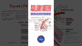 Axillary artery branches anatomy shorts axillaryarteryanatomy [upl. by Sardella817]