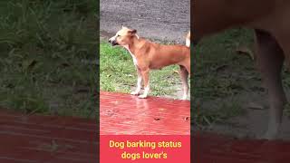 Dog barking in the fields viral dog shorts [upl. by Ahsinej46]