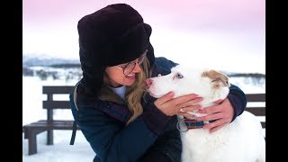 MEETING 300 HUSKIES TROMSØ NORWAY [upl. by Mccready]