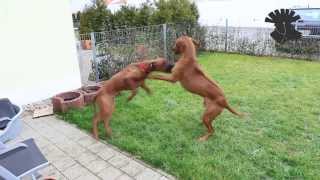 Rhodesian Ridgebacks  rough play  ATTACK [upl. by Bronwyn91]