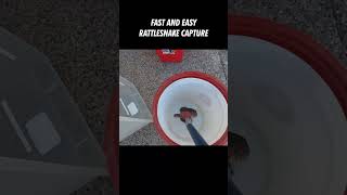 Rattlesnake Capture Fast and Easy [upl. by Guise]