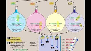 DNA Sequencing By Sanger Method  Application of biotechnology [upl. by Lladnor]