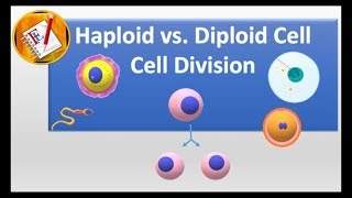 Haploid vs Diploid cell and Cell division [upl. by Nataniel]