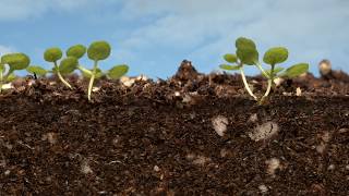 Arabidopsis time lapsed [upl. by Tigram719]