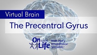 On With Life Virtual Brain  Precentral Gyrus [upl. by Edrahs]