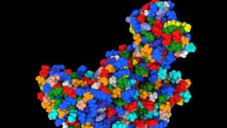 Protein Conformation Change morphing movie via ePMV [upl. by Stoughton]