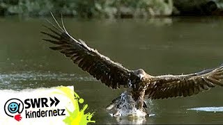 Steinadler bei OLIs Wilde Welt  SWR Kindernetz [upl. by Chelsie]