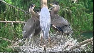 Great Blue Heron Brings Food to the Nest [upl. by Atkinson223]