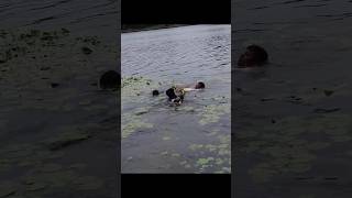 ২৬ কেজি বিগহেড মাছ কীভাবে উঠালো fishing fishingvideo ramsagar fishhunting fish [upl. by Walters617]