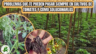 ¡TENDRÁS ESTOS 3 PROBLEMAS SIEMPRE No importa Si Cultivas 100 o 1000000 de PLANTAS DE TOMATES [upl. by Hamburger]