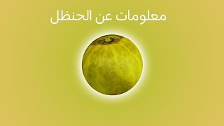 الحنظل الوصف النباتي والفوائد [upl. by Teillo603]