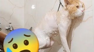 How to bath persian cat [upl. by Nnahtebazile]