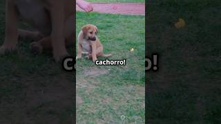 Curiosidades sobre cachorros 🐶 curiosidades cachorro [upl. by Hut284]