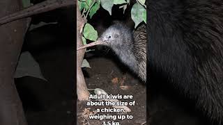 Amazing Facts About the Kiwi You Didnt Know kiwibird newzealand interestingfacts [upl. by Nolham]