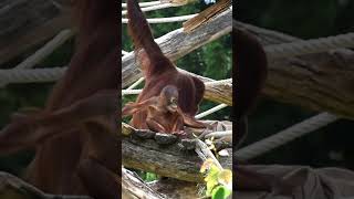 Sari the orangutan knows how to keep her balanceshortsfunnyvideosorangutansfunnyanimalszoo [upl. by Willms]