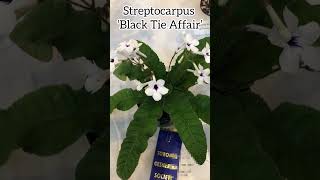 Streptocarpus ‘Black Tie Affair’ streptocarpus gesneriaceae gesneriad indorplants flowers [upl. by Ennaxxor]