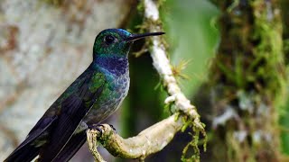 Blue chested Hummingbirds Perch High [upl. by Hedberg556]