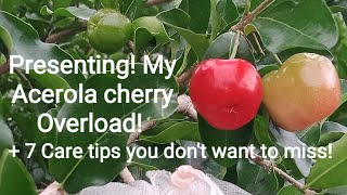 Cherry Overload La Union Philippines  7 care tips to achieve this [upl. by Shari]