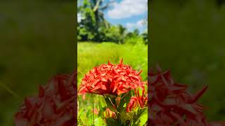 Red color flowers fresh feel sometimes nature shortsvideo shortsfeed flowers shorts [upl. by Asnerek]