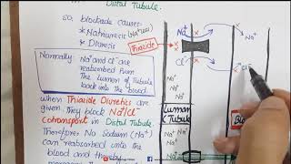 Thiazide diuretics pharmacology mechanism and side effects [upl. by Casia]