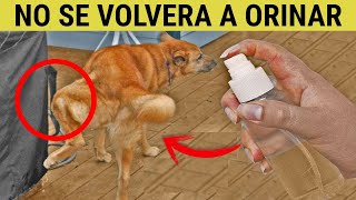 Nunca mas Tu PERRO o del Vecino se Orinara en tu casa despues que veas este video [upl. by Sassan]