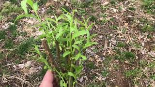 Planting Austree Willow Hybrids Second Attempt Rooting From Cuttings Video 2 [upl. by On]