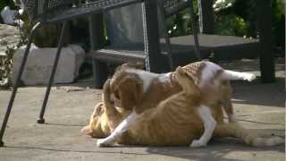 Chat et Chien qui jouent ensemble  Trop mignon [upl. by Elmaleh]