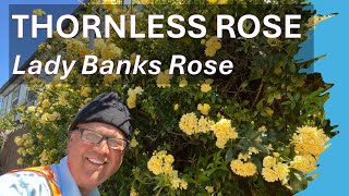 Lady Banks Rose in Santa Barbara County Rosa banksiae [upl. by Tima334]