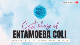 Cyst phase of Entamoeba coli under the microscope with Trichrome stain [upl. by Llerrehs]