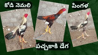 కోడి నెమలి పచ్చకాకి డేగ పింగళ PetsMarket365  AP Telangana [upl. by Rogovy308]