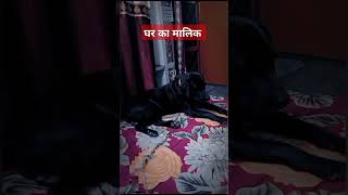 घर का मालिक lazy Jack Jack the Labra shorts doglover [upl. by Idoux]