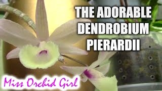 Dendrobium pierardii aphyllum cucullatum  one adorable little orchid [upl. by Silyhp]