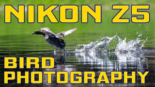 Nikon Z5 Review of Bird Photography [upl. by Ennovi]