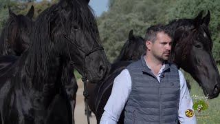 Los magníficos caballos frisones de pura raza del Valle de Los Pedroches [upl. by Umberto]