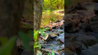 Creek side in Chewacla State Park Alabama [upl. by Haem]