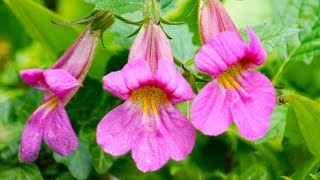 Rehmannia  the AntiDiabetic Neuroprotective TCM Herb [upl. by Kenn170]