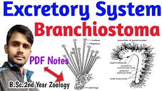 Excretory System  Branchiostoma  Bsc 2nd year  Zoology [upl. by Bucher]