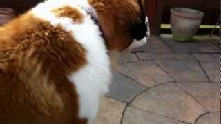 St bernard attacking [upl. by Hailey]