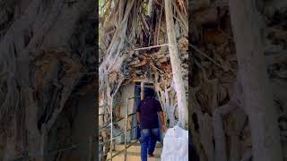 Hidden tree temple vizag hidden temple sivatemple lordshiva aruku kasipatanam ytshorts [upl. by Easter]