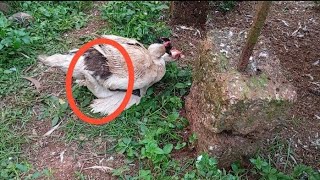 muscovy duck so happy my home🥰part 1 [upl. by Lewellen]