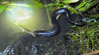 Cắm Câu Rắn Trúng Lớn Khi Gặp Mưa Dầm Xuyên Đêm  fishing a lot of night snakes [upl. by Maryellen192]