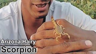 FatTail Scorpion Az Information Hindi [upl. by Airotcivairam601]