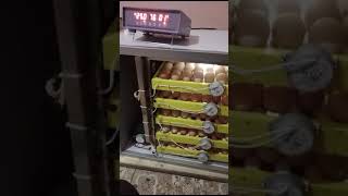 300 eggs solar electric incubator [upl. by Ralston]