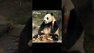 I PANDA animalking animalking panda animalkingdom cute animalspecies funny [upl. by Anitsirc]