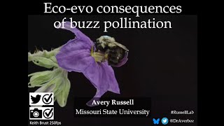 Ecological and evolutionarily consequences of buzz pollination [upl. by Netti]