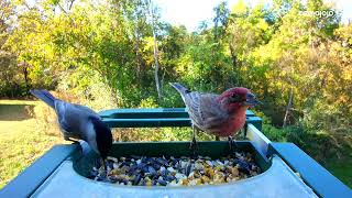 20241027 AM Chickadees [upl. by Nyliuqcaj571]