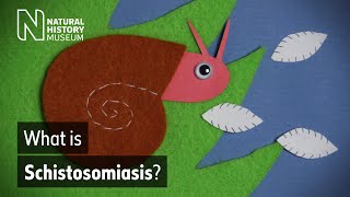 Schistosomiasis how does this neglected tropical disease spread  Natural History Museum [upl. by Ruberta]