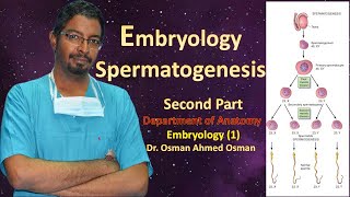 2 Spermatogenesis Second Part [upl. by Inez]