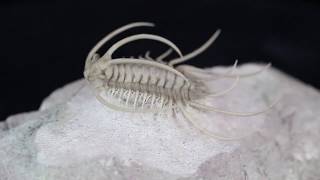 Insane Boedaspis Trilobite From FossilEracom [upl. by Swagerty]